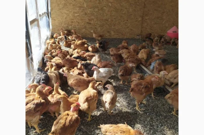 Підрощені курчата м'ясо-яєчного напрямку- фото № 6