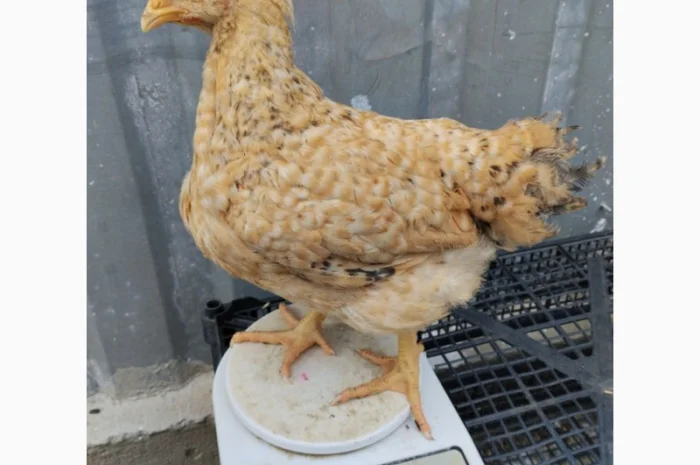 Підрощені курчата м'ясо-яєчного напрямку- фото № 7