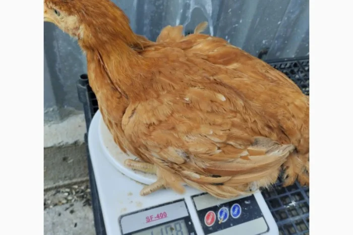 Підрощені курчата м'ясо-яєчного напрямку- фото № 8