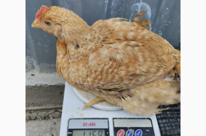 Підрощені курчата м'ясо-яєчного напрямку- фото № 9