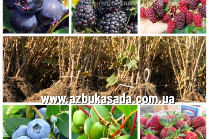 Саженцы жимолости и других ягодных культур- фото № 1