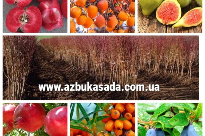 Саженцы жимолости и других ягодных культур- фото № 2