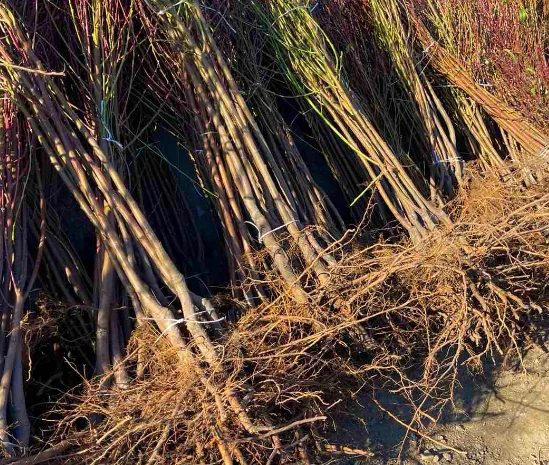 Саженцы жимолости и других ягодных культур- фото № 4