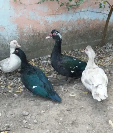 Продам мускусних уток (індоуток) для розведення. Утки шипуни. Мускусні утята- фото № 1
