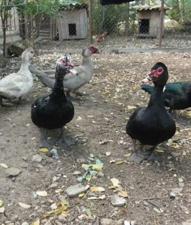 Продам мускусных уток (индоуток) для разведения. Утки шипуны. Мускусные утята- фото № 2