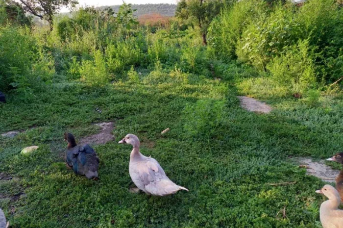 Продам мускусных уток (индоуток) для разведения. Утки шипуны. Мускусные утята- фото № 4
