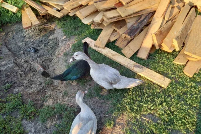 Продам мускусных уток (индоуток) для разведения. Утки шипуны. Мускусные утята- фото № 5