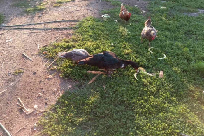 Продам мускусных уток (индоуток) для разведения. Утки шипуны. Мускусные утята- фото № 6