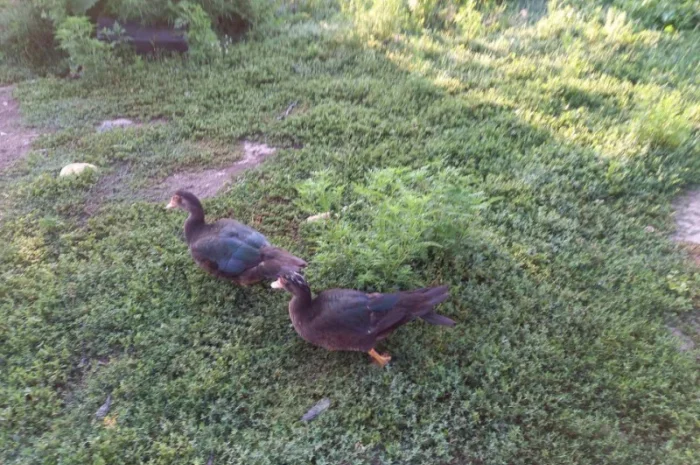 Продам мускусных уток (индоуток) для разведения. Утки шипуны. Мускусные утята- фото № 7