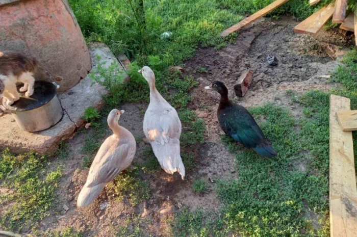 Продам мускусных уток (индоуток) для разведения. Утки шипуны. Мускусные утята- фото № 8