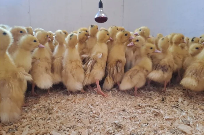 Продаються утята породи "Мулард"- фото № 2