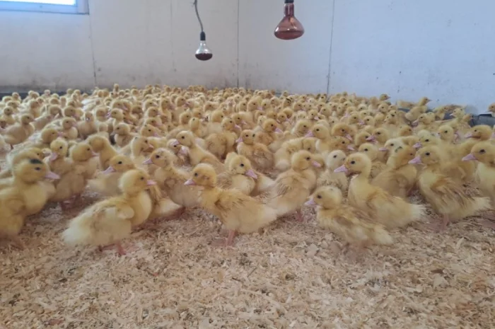 Продаються утята породи "Мулард"- фото № 3