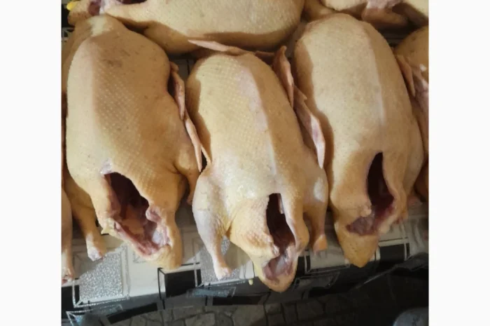 Качки домашні продам- фото № 1