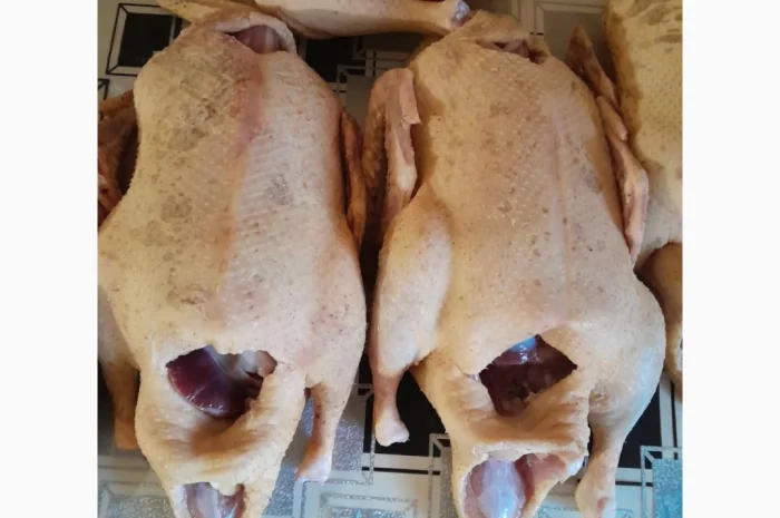 Качки домашні продам- фото № 2