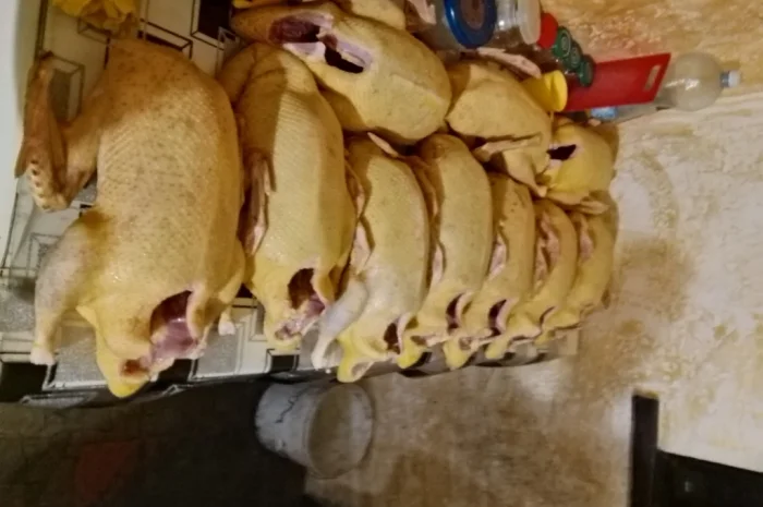 Качки домашні продам- фото № 4