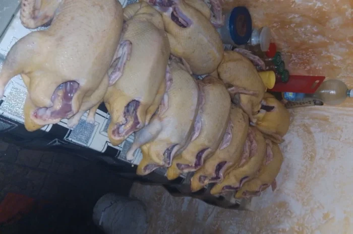 Качки домашні продам- фото № 5