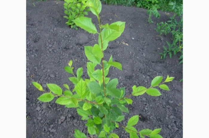 Подвой Евріка для летнего окулирования- фото № 1