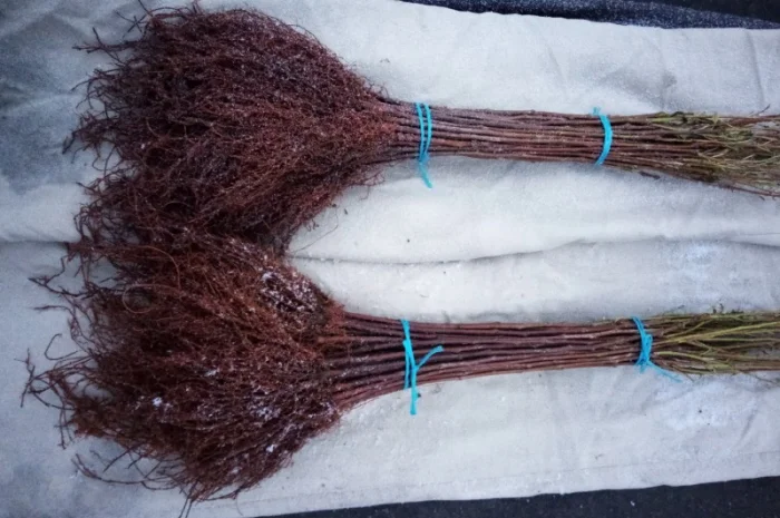 Подвой Евріка для летнего окулирования- фото № 2