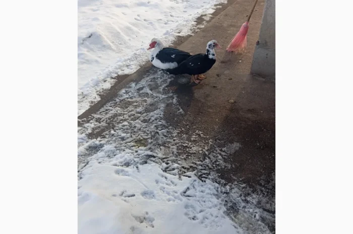 Продам качки шипуни- фото № 1