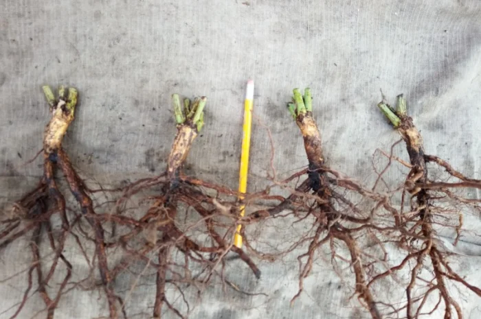 Саженцы шипшины Лакса диаметром 20-30 мм- фото № 1