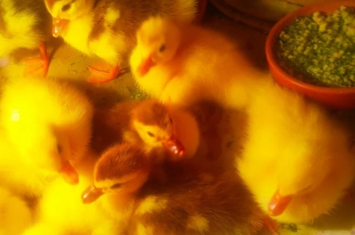 Мускусные утята- фото № 1