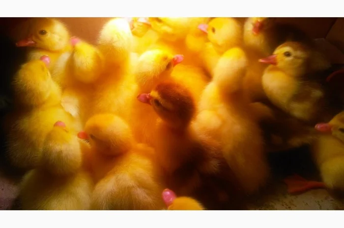 Мускусные утята- фото № 2