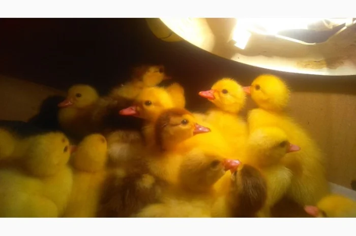 Мускусные утята- фото № 3