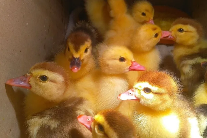 Мускусные утята- фото № 4