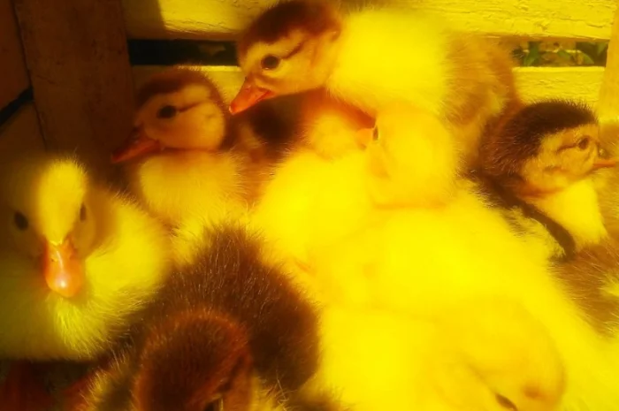 Мускусные утята- фото № 5