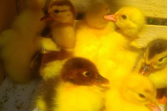 Мускусные утята- фото № 6