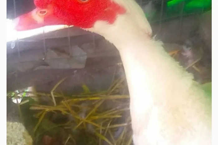 Мускусные утята- фото № 7