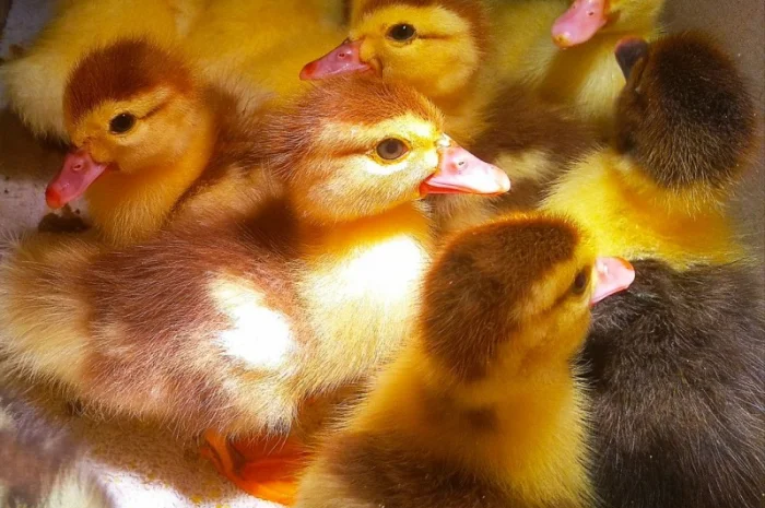 Мускусные утята- фото № 8