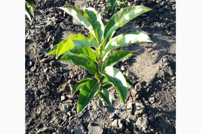 Саженцы хурмы віргінської на продажу- фото № 1