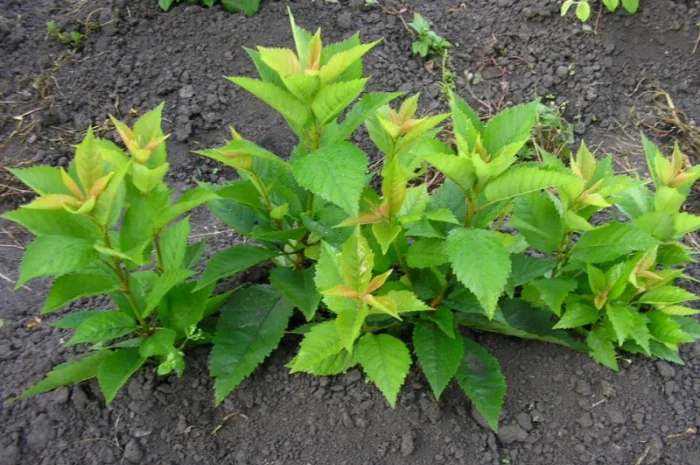 Подвой для черешни и вишни Колт в продаже- фото № 1