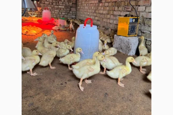 Продам утят сорт Чери Вели 3 недели- фото № 1