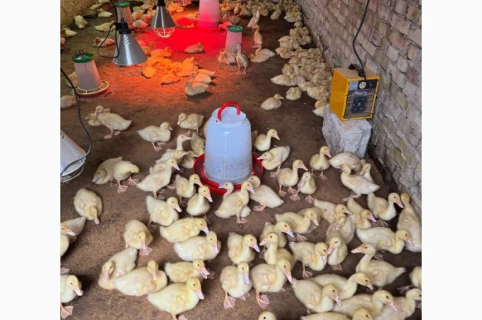 Продам утят сорт Чери Вели 3 недели- фото № 2