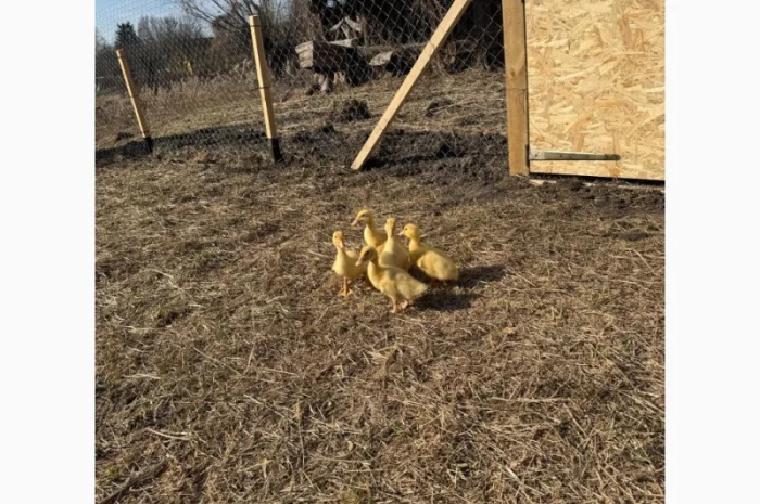 Продам утят сорт Чери Вели 3 недели- фото № 3