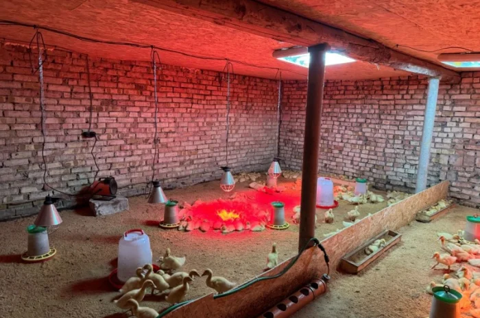 Продам утят сорт Чери Вели 3 недели- фото № 4