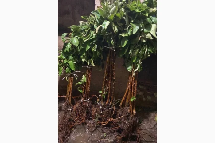 Саженцы плодовых и декоративных деревьев в наличии- фото № 1