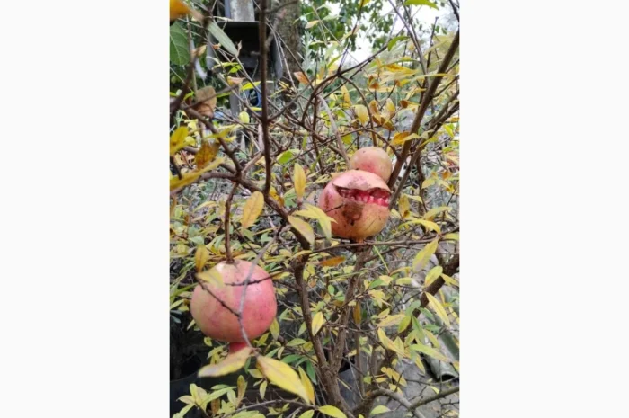 Саженцы плодовых и декоративных деревьев в наличии- фото № 2