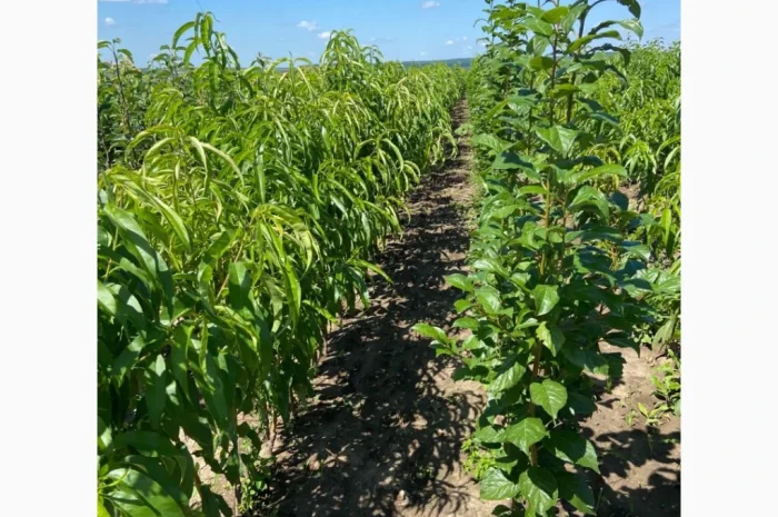 Саженцы плодовых и декоративных деревьев в наличии- фото № 3