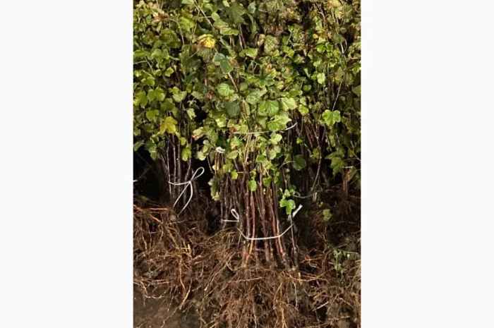 Саженцы плодовых и декоративных деревьев в наличии- фото № 4