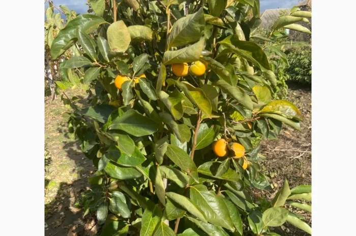 Саженцы плодовых и декоративных деревьев в наличии- фото № 5