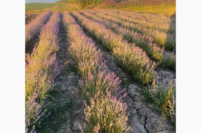 Саженцы плодовых и декоративных деревьев в наличии- фото № 6