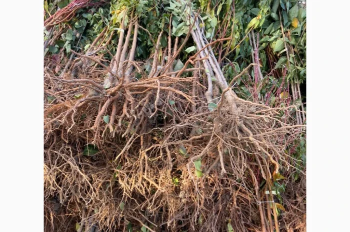 Саженцы плодовых и декоративных деревьев в наличии- фото № 7