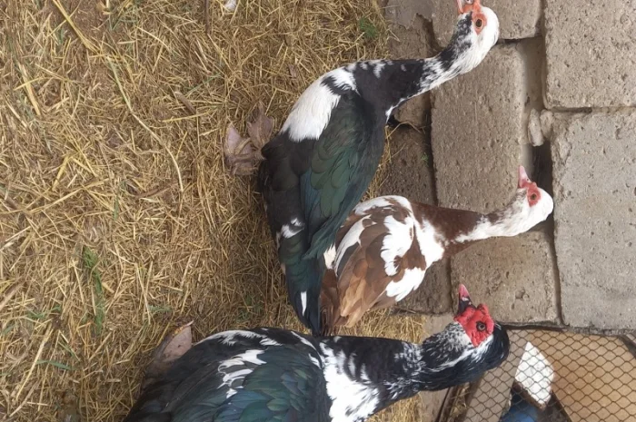 Индо утки- фото № 1