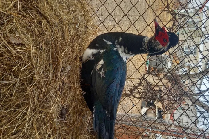 Индо утки- фото № 2