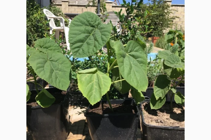 Павлония с закрытой корневой системой, саженцы 2022 года- фото № 1