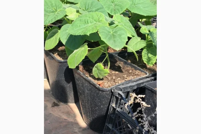 Павлония с закрытой корневой системой, саженцы 2022 года- фото № 2