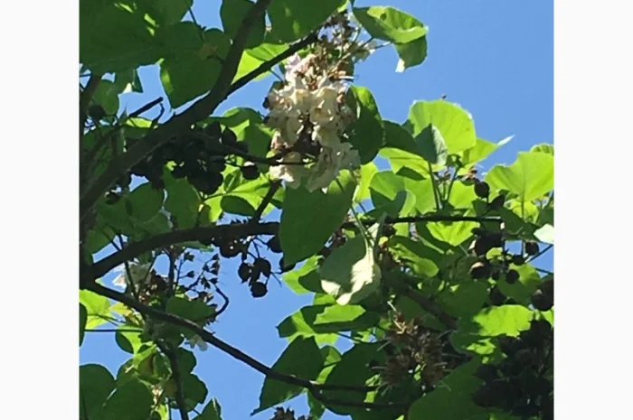 Павлония с закрытой корневой системой, саженцы 2022 года- фото № 3